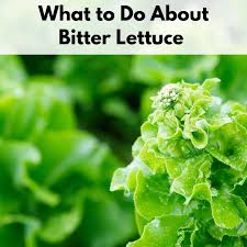 bitter lettuce what to do about it
