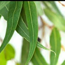 Eucalyptus is historically identified in australia, but it is also found in various other countries like europe, brazil, greece, china, and india. Eucalyptus Globulus 100 Pure Eucalyptus Globulus Health Beauty Bath Body On Carousell