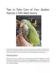 quaker parrots powerpoint presentation
