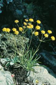 Bupleurum ranunculoides L. subsp. ranunculoides