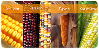 Balicious Popcorn - Types of corn We used to think that all corn have a same color. For this post,I would like to share the various types of corn from all around