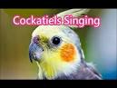 Pictures of 2 parrots singing and talking cockatiels <?=substr(md5('https://encrypted-tbn0.gstatic.com/images?q=tbn:ANd9GcQlvdZZNGVty0Z8u9eMPJvG_3RoOGPFrYvyuQW4vx4W4TAb_77sClAb3ltN'), 0, 7); ?>