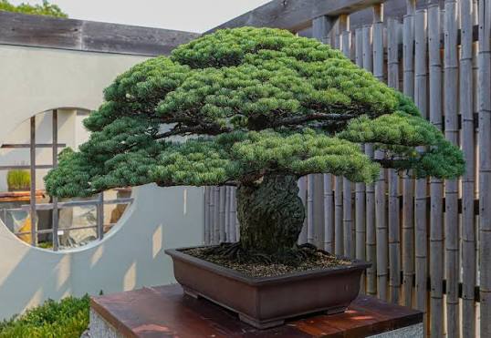 YAMAKI PINE