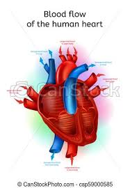 Blood Flow In Human Heart Realistic Vector Scheme