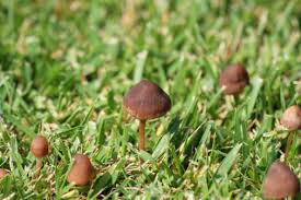 Why Mushrooms In Lawn Are A Good Thing
