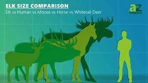 elk size comparison the biggest deer