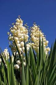 Some people don't care for the look of the flower stalk, and in that case, it can be cut down at any time, even flowering yuccas may need some help by hand pollinating them in order to produce seed. How To Care For My Outdoor Yucca Plant Ehow Yucca Plant Yucca Plant Care Plants