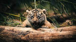 100 baby tiger wallpapers