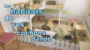 habitats de vos cochons d inde