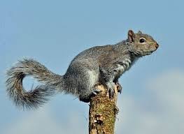 Grey Squirrel Game And Wildlife Conservation Trust