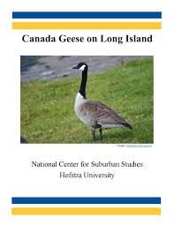 That's why they are usually found in urban areas featuring manicured lawns, lakes. Canada Geese On Long Island By Hofstra University Issuu