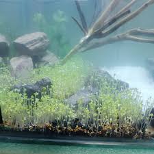 aquarium plants aquatic water gr