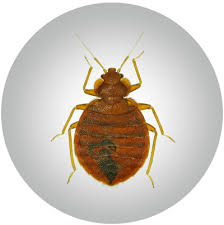 Kleine braune kafer im bad welches tierchen ist es was tun braune käfer in haus und wohnung: Kammerjager Effective Concept Schadlinge