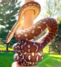 centralian python breath taking habitat