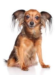 russian long haired toy terrier dog