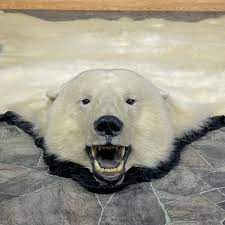 polar bear full size taxidermy rug