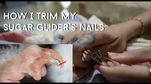 how i trim my sugar glider s nails