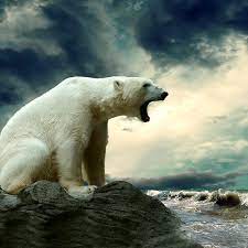 polar bear nz vy hd phone wallpaper