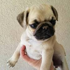 Backy as we call him. Available Pug Puppies Frenchies Pug Puppy Pug Puppy For Sale Near Me