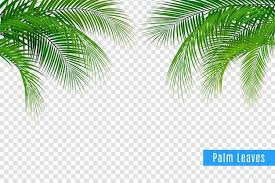 palm fronds images free on