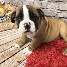 Our bulldog puppies for sale are akc registered, bulldog puppies are raised in our home in a family environment. English Bulldog Puppies Pittsburgh Pa Petland Robinson