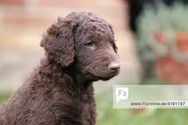 What does a curly coated retriever's coat look like? Portrait Of A Curly Coated Retriever Puppy