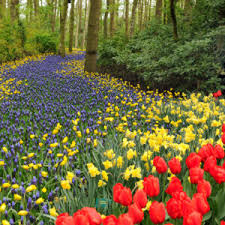 sensational daffodil combinations