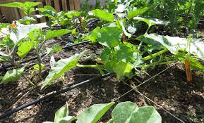 Plant A Square Foot Garden Zocalo