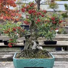 Pyracantha Bonsai Tree From Herons