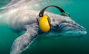     Silent World  by Jacques Cousteau  has now become an increasingly noisy  place since the industrial age  It is estimated that the ambient ocean  noise     buydeltasone ml