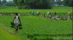 Crop Loans At 7 Per Cent For Farmers 4 Per Cent For Prompt Payees