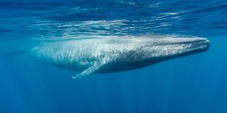 Blue Whale National Wildlife Federation