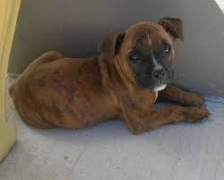 For staffordshire bull terrier obedience training, house training, health and everything you need to know to live with and care for staffies and puppies. Boxer Staffy Cross Cerca Con Google Pitbull Mix Puppies Boxer Mix Pitbull Boxer Mix Puppies