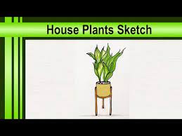 How To Draw Indoor Plants Sketch