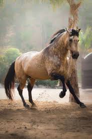 Find horses for sale, uk with horse & hound's trusted equestrian marketplace. Imported Buckskin Andalusian At Stud Andalusian Buckskin Imported Stud Horses Andalusian Horse Appaloosa Horses