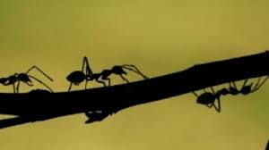 La fourmi Azteca, capable de chasser ses proies grâce à un effet "Velcro"