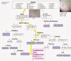 Microbiology Unknown Flow Chart Research Paper Sample