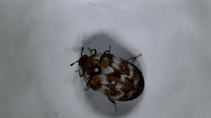 of carpet beetles barrier pest control