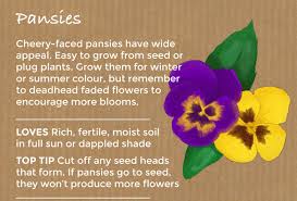 Top 10 Easy To Grow Flowers And Seeds