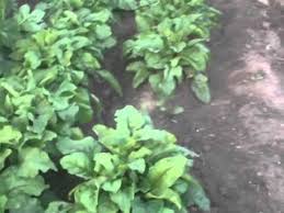 vegetable garden in ontario canada