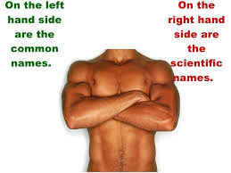 Muscle names' come from latin and greek roots they also are named on how their fibers run, their muscles are names according to size, shape, direction of fibers, location, attachment, number of. Anterior Muscles