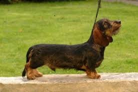 wirehaired miniature dachshunds scotland