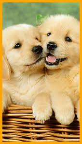Image result for image of cute dog