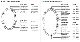 Child Tooth Eruption Chart Both Baby And Permanent
