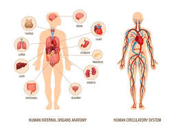 human body anatomy images browse 557