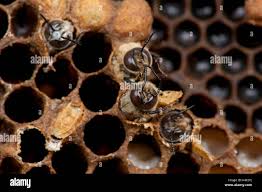 drone honey bees emerging apis