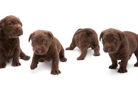 Labrador retriever puppies for sale of this quality are in demand. Chocolate Labradors Die Younger And Have More Health Problems As Demand Narrows The Gene Pool