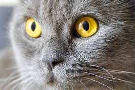 Causes of uveitis uveitis can be an isolated ocular problem or can be associated with a systemic disorder. Feline Uveitis Causes Symptoms And Treatment My Animals