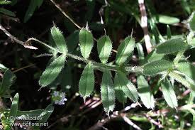 Vicia amphicarpa - picture 4 - The Bulgarian flora online