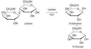 hydrolysis of lactose